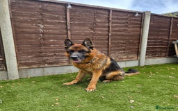 German Shepherd dogs for sale: German Shepherd Dog - Image 1