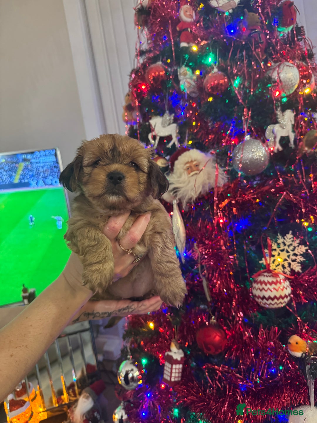 Mixed Breed dogs for sale:  Yorkshire terrier/ lhaso Apso hybrid pups - Advert 6