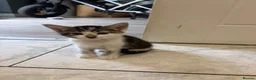Mixed Breed cats for sale: Three Playful Kittens Looking for Loving Homes - Advert 13