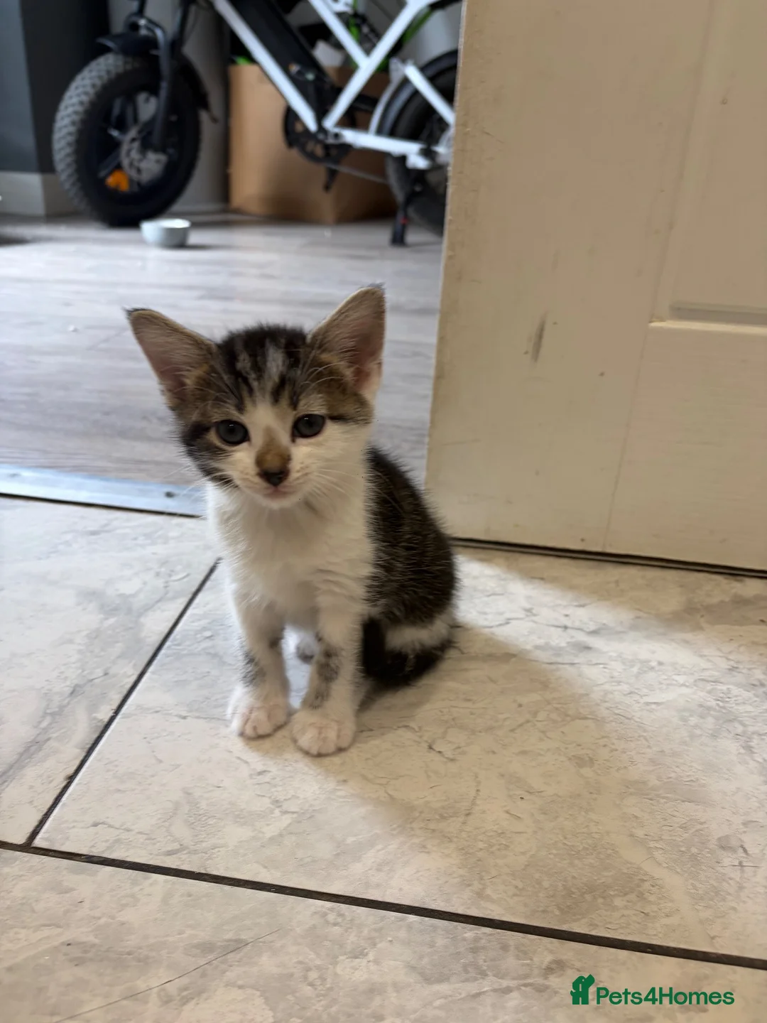 Mixed Breed cats for sale: Three Playful Kittens Looking for Loving Homes - Advert 13