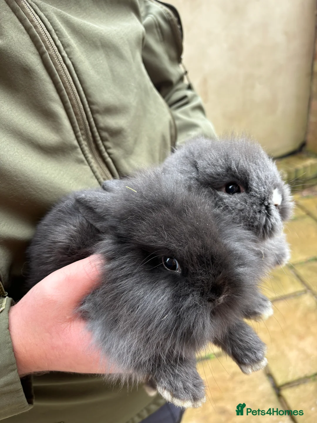 Lionhead rabbits for sale: Beautiful Lions head rabbits - Advert 4