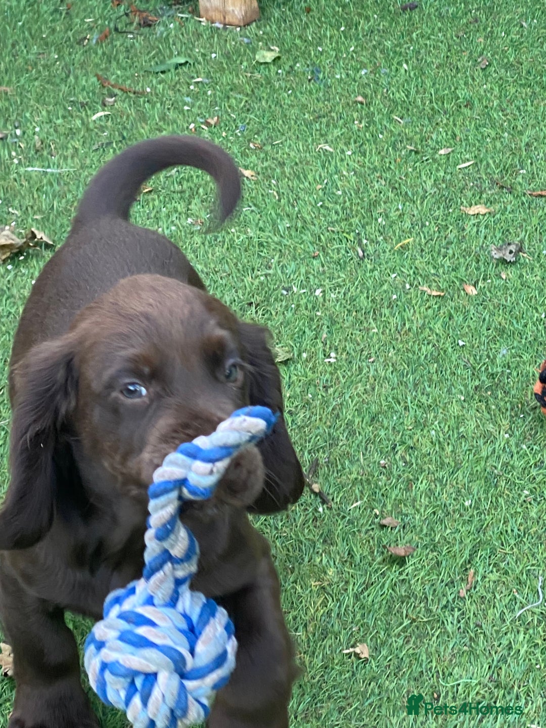 Cocker Spaniel dogs for sale: Health Tested Working Cocker Pups - Image 7