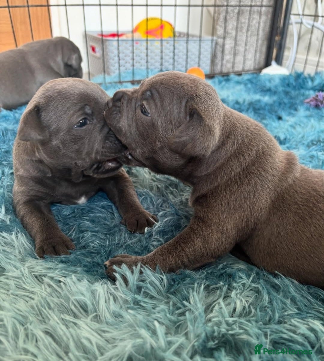 Staffordshire Bull Terrier dogs for sale: Staffordshire bull terrier puppies  - Advert 13
