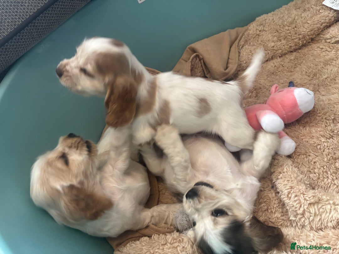 Cocker Spaniel dogs for sale: Show cocker spaniels  - Image 4