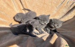 British Shorthair cats for sale: British Shorthair  - Image 14