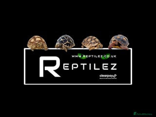 Tortoise reptiles TORTOISE BABIES - Advert 3
