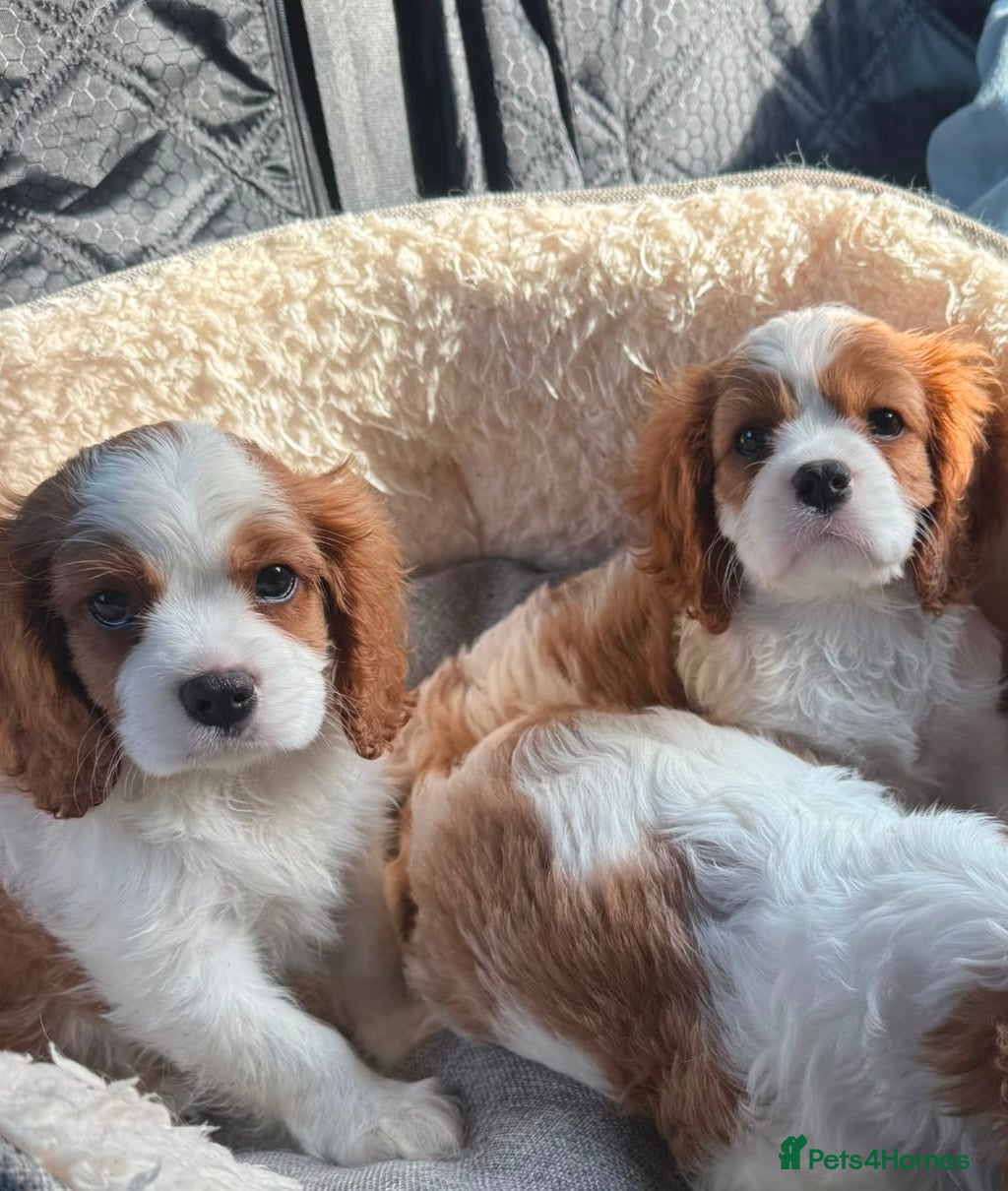 Cavalier King Charles Spaniel dogs REDUCE PRICE- two boys available  - Advert 1