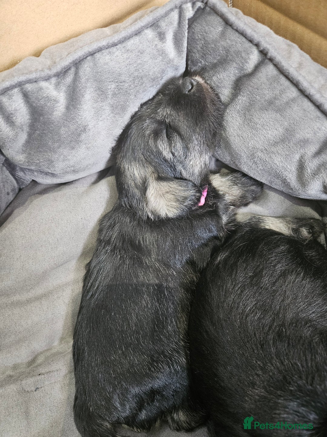 Miniature Schnauzer dogs for sale: Miniature schnauzer's due, KC, Mac, low COI - Image 36