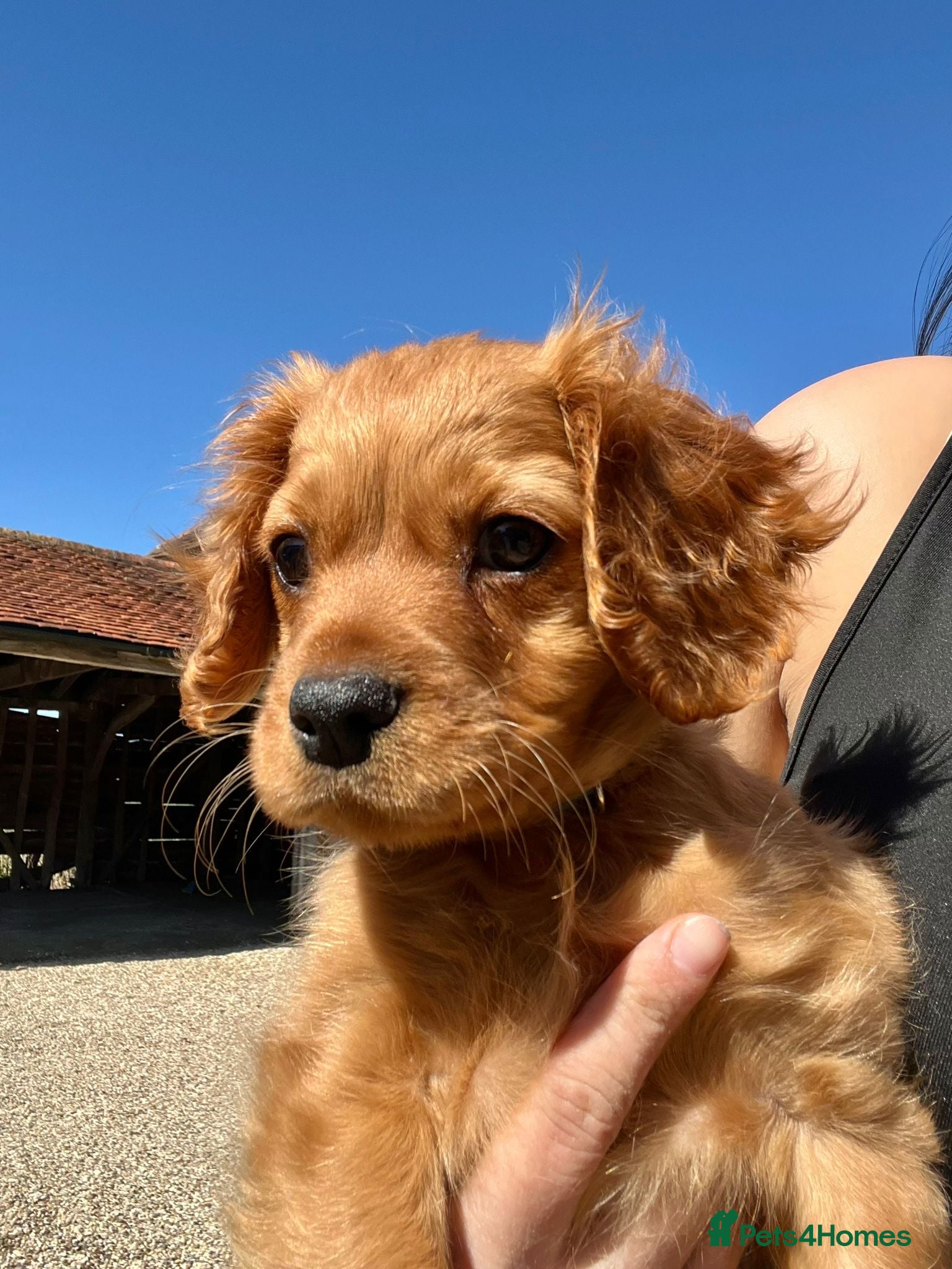 Cavapoo dogs Puppy for sale 8 weeks old. Cavapoo - Advert 6