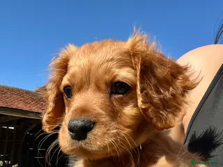 Cavapoo dogs Puppy for sale 8 weeks old. Cavapoo - Advert 6