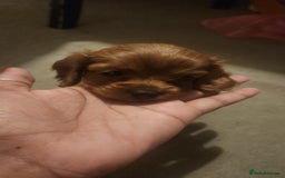 Cavapoo dogs for sale: 🐾 F1B Cavapoo Puppies – Ready 5th September 🐾 - Image 9