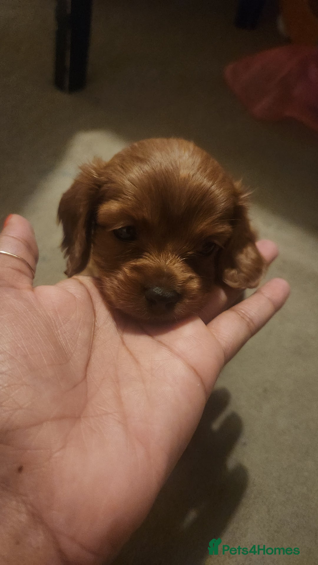 Cavapoo dogs for sale: 🐾 F1B Cavapoo Puppies – Ready 5th September 🐾 - Image 9