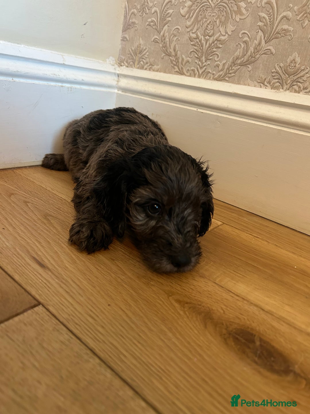 Cockapoo dogs for sale: BEAUTIFULL F1 COCKAPOO PUPPYS - Advert 19