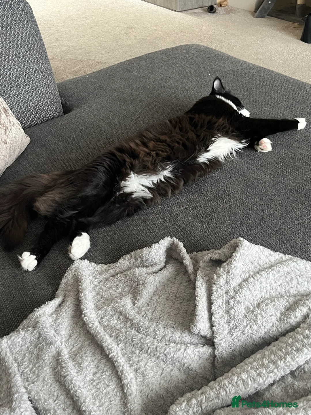 Mixed Breed cats for sale: 8 month old medium haired male - Advert 4