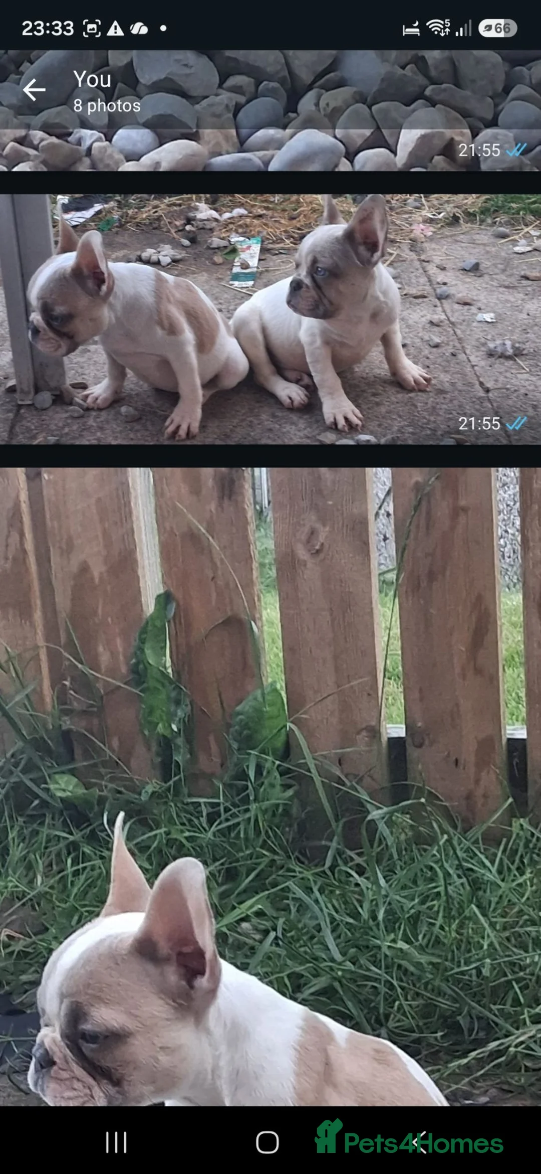 French Bulldog dogs for sale: French bulldogd  in Bradford - Advert 2