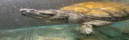 Turtle reptiles for sale: Common Snapping Turtle - Advert 2