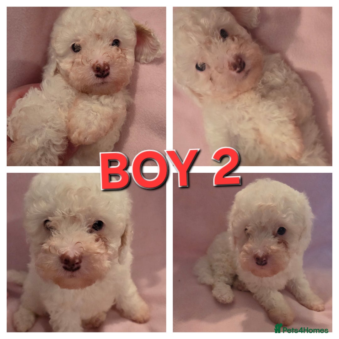 Cavapoo dogs for sale: F1B Cavapoo Puppies  - Advert 12