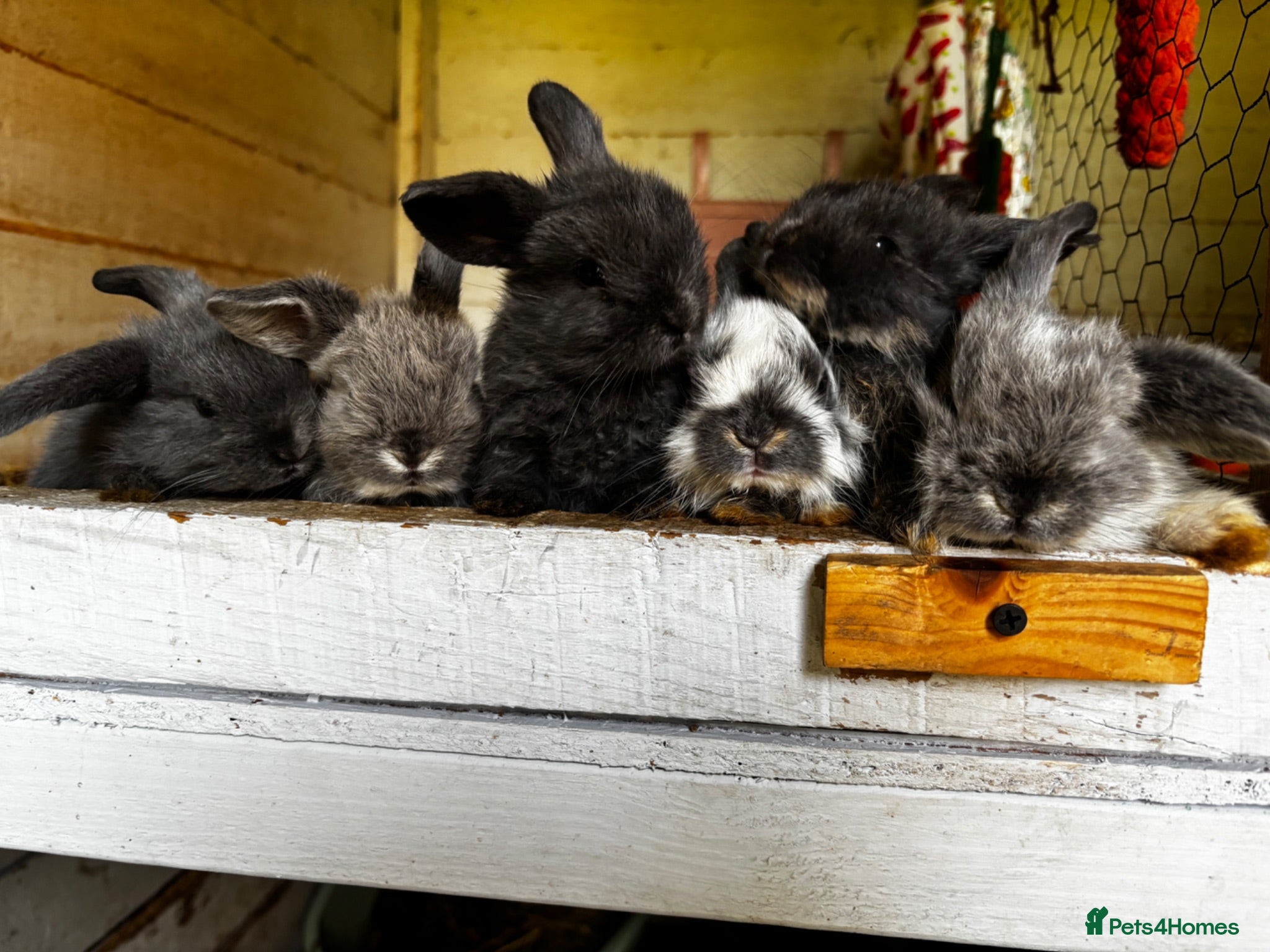 Mini Lop rabbits 6 Baby Mini Lops - Advert 9