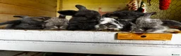 Mini Lop rabbits for sale: 2 Blue Baby Mini Lops - Advert 1