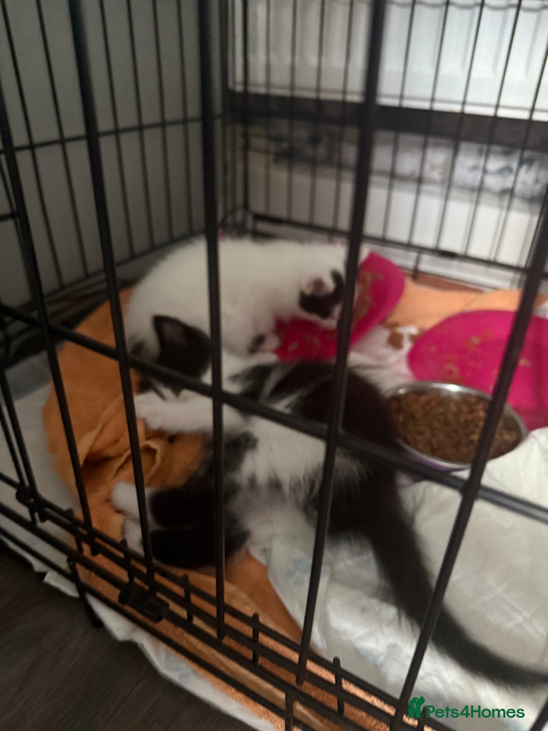British Shorthair cats for sale: 4 Kittens for sale - Image 3
