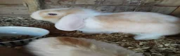 Dwarf Lop rabbits for sale: Baby lops - Advert 1