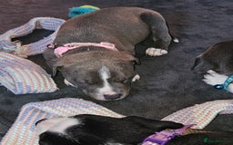Mixed Breed dogs for sale: American Bulldog Cross Staffy puppies  - Image 4