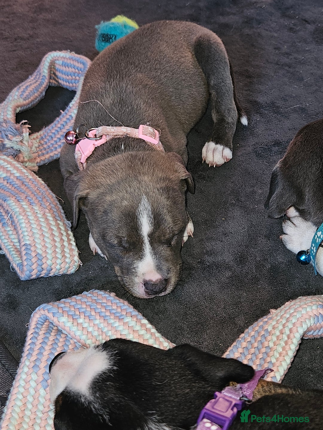 Mixed Breed dogs for sale: American Bulldog Cross Staffy puppies  - Image 4