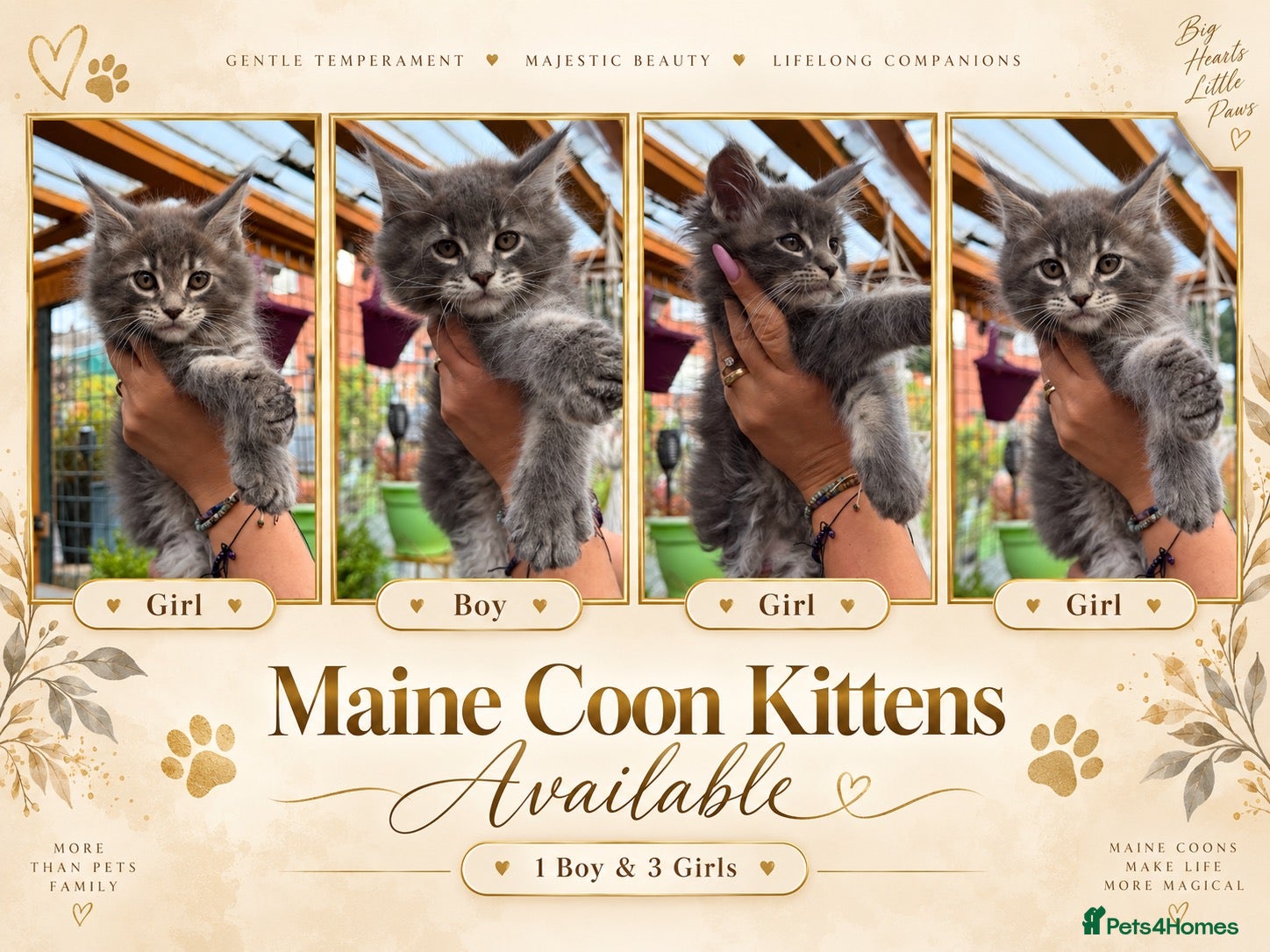 Maine Coon cats GCCF Fully Registered Maine Coon Kittens  - Advert 3