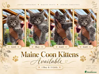 Maine Coon cats GCCF Fully Registered Maine Coon Kittens - Advert 3