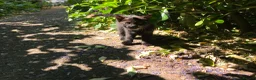 Domestic Shorthair cats for sale: Kittens For Their Next Journey - Advert 5
