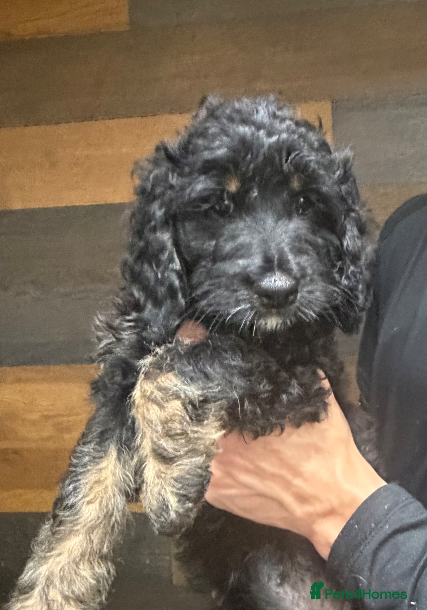 Cockapoo dogs F1 cockapoo puppy’s ready now x2 left  - Advert 1