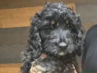 Cockapoo dogs F1 cockapoo puppy’s ready now x2 left - Advert 1