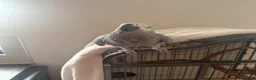 Parrots birds for sale: Grey african - Advert 7