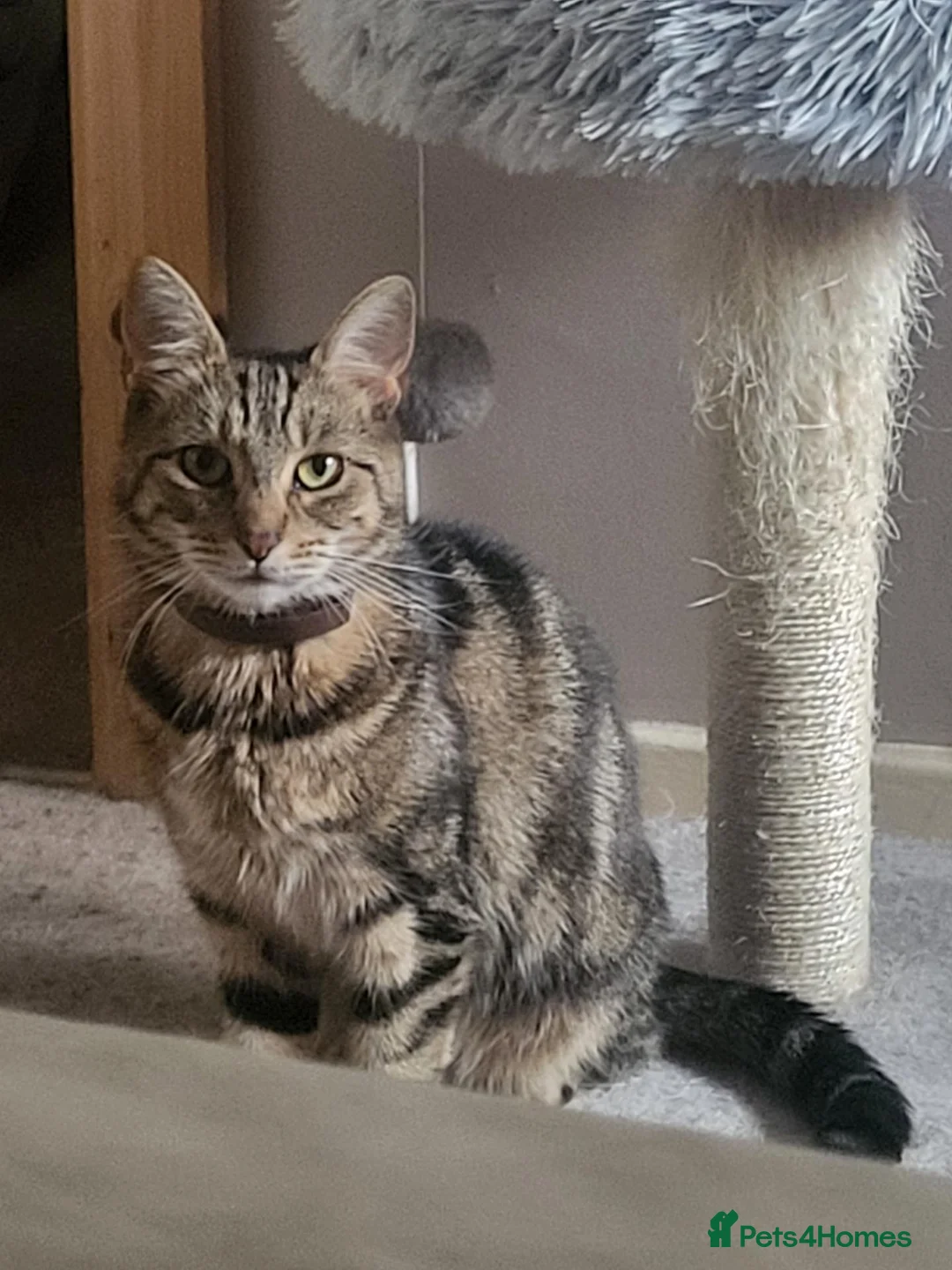 Mixed Breed cats for sale: Minnie - Advert 7