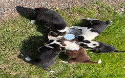 Border Collie dogs for sale: Beautiful Border Collie pups for sale  - Image 10