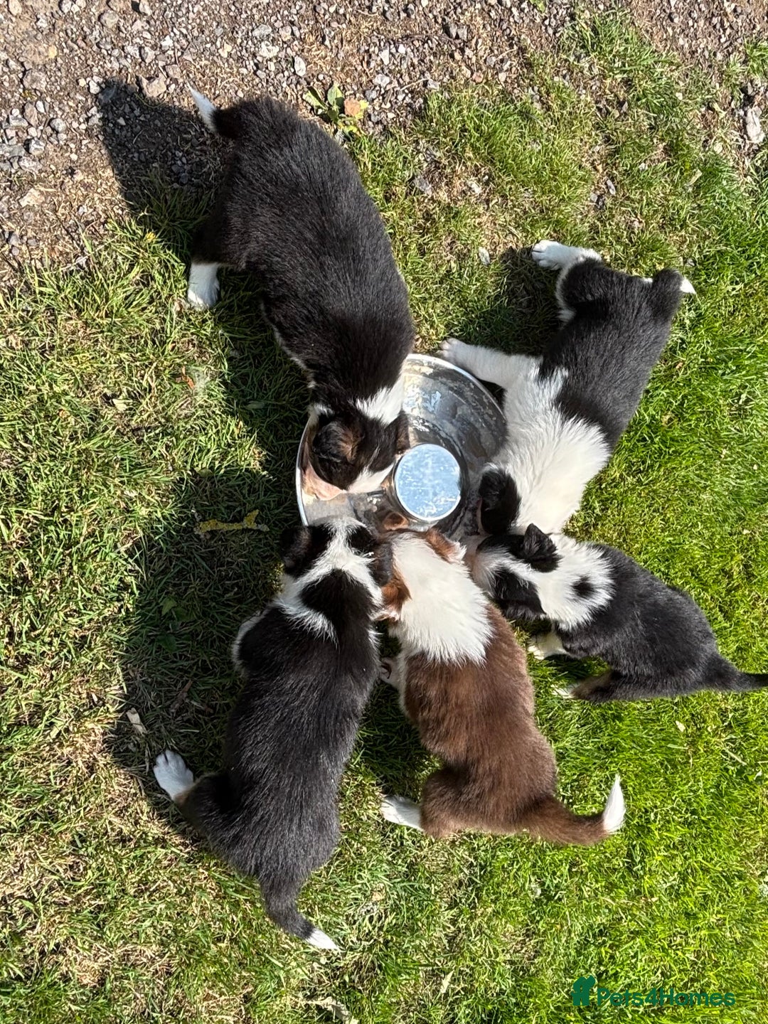 Border Collie dogs for sale: Beautiful Border Collie pups for sale  - Image 10