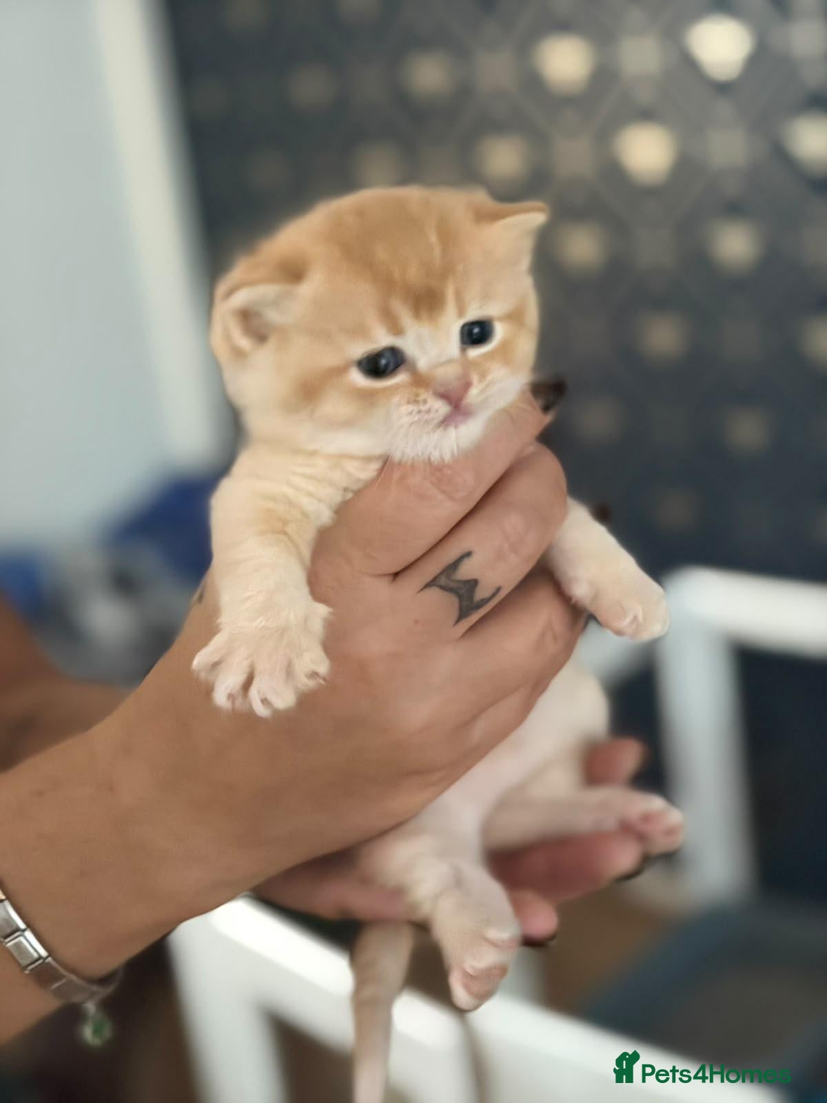 Scottish Fold cats Exceptional/colours Scottish fold/straight kittens - Advert 3