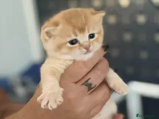 Scottish Fold cats Exceptional/colours Scottish fold/straight kittens - Advert 3