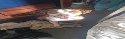 Mixed Breed dogs for sale: Chief  - Advert 9