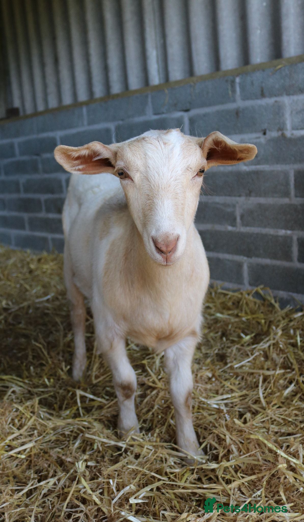 Goats livestock 6‑Month‑old Wether Goats for Sale - Advert 1