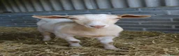 Goats livestock for sale: 6‑Month‑old Wether Goats for Sale - Advert 4