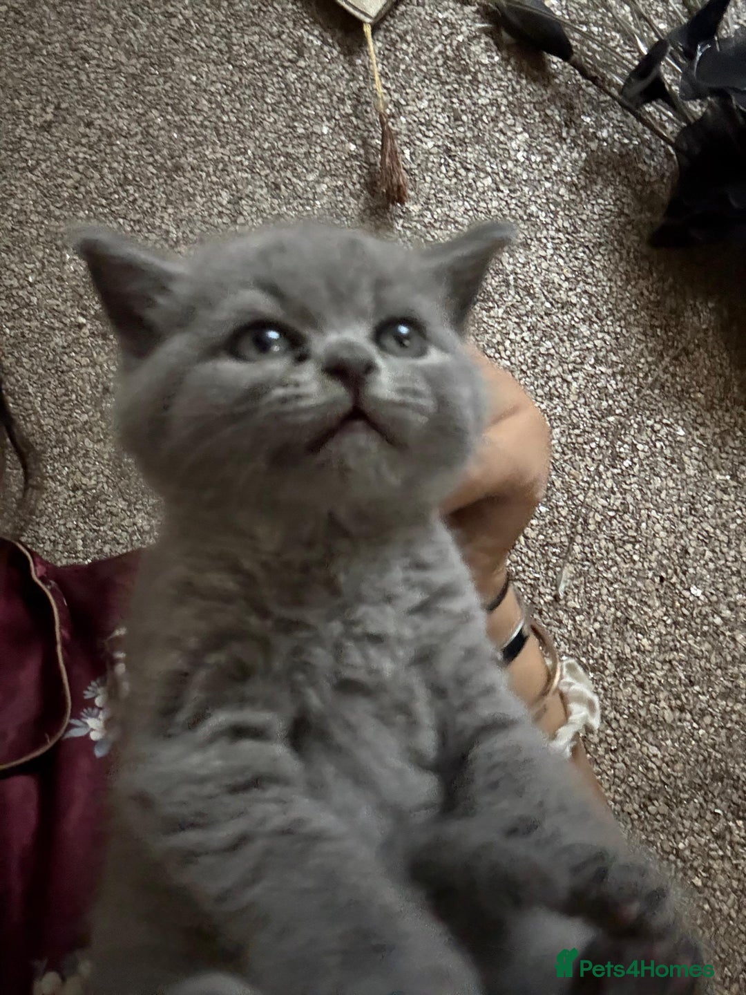 British Shorthair cats for sale: British Shorthair kitten  - Image 34
