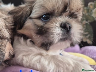 Shih Tzu dogs - Advert 1