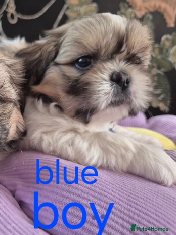 Shih Tzu dogs - Advert 1