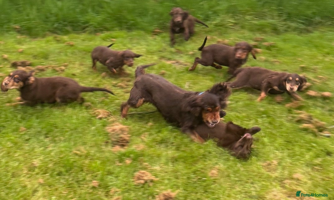 Sprocker dogs Healthy checked DNA clear stunning happy pups - Advert 5