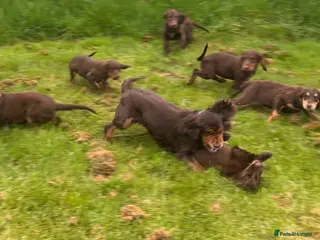 Sprocker dogs Healthy checked DNA clear stunning happy pups - Advert 5