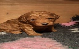 Cockapoo dogs for sale: F1B Red Cockapoo Pups - Image 10