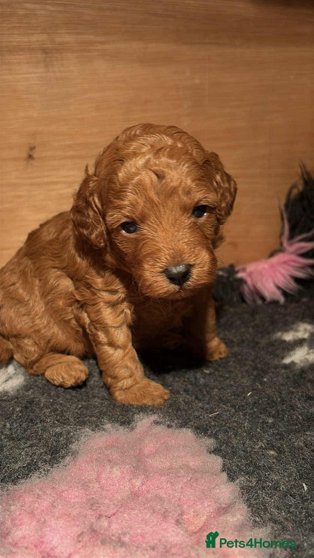 Cockapoo dogs for sale: F1B Red Cockapoo Pups - Image 10