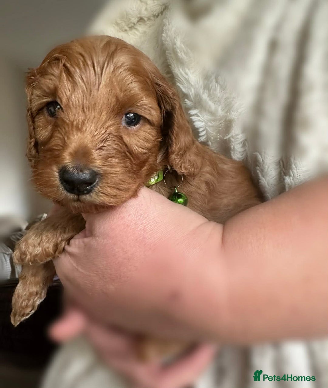 Cockapoo dogs for sale: Gorgeous F1b cockapoo puppies  - Advert 4
