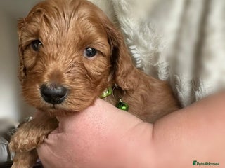 Cockapoo dogs Gorgeous F1b cockapoo puppies - Advert 5